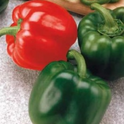 Papryka Red Knight F1 500 nasion st